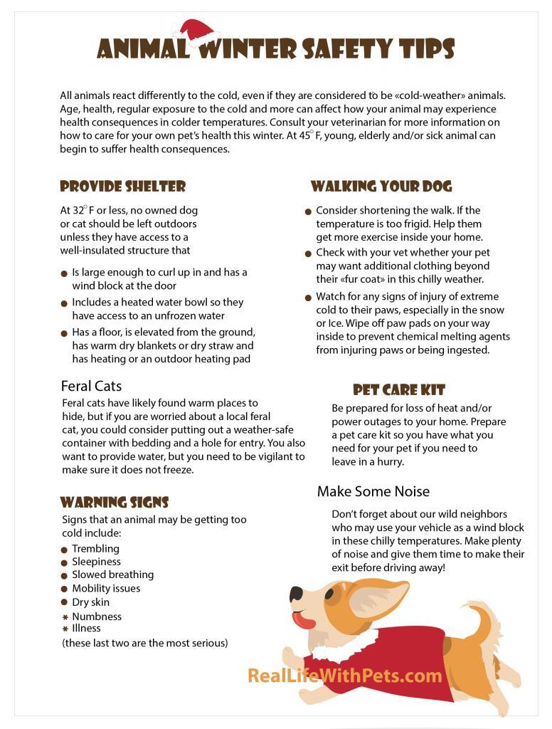Animal winter safety tips