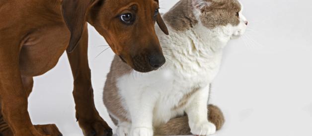 Dog with Cat