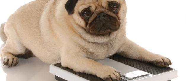 Fat dog on the scales