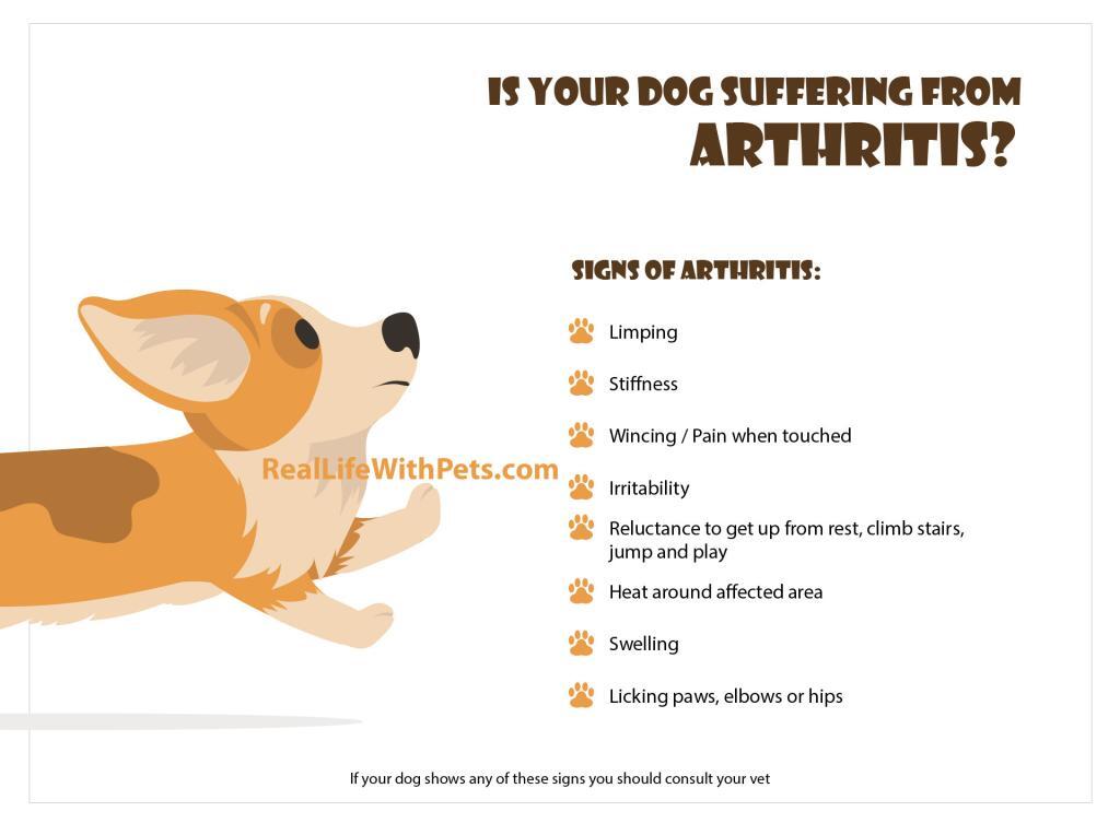 Is your dog suffering from arthritis