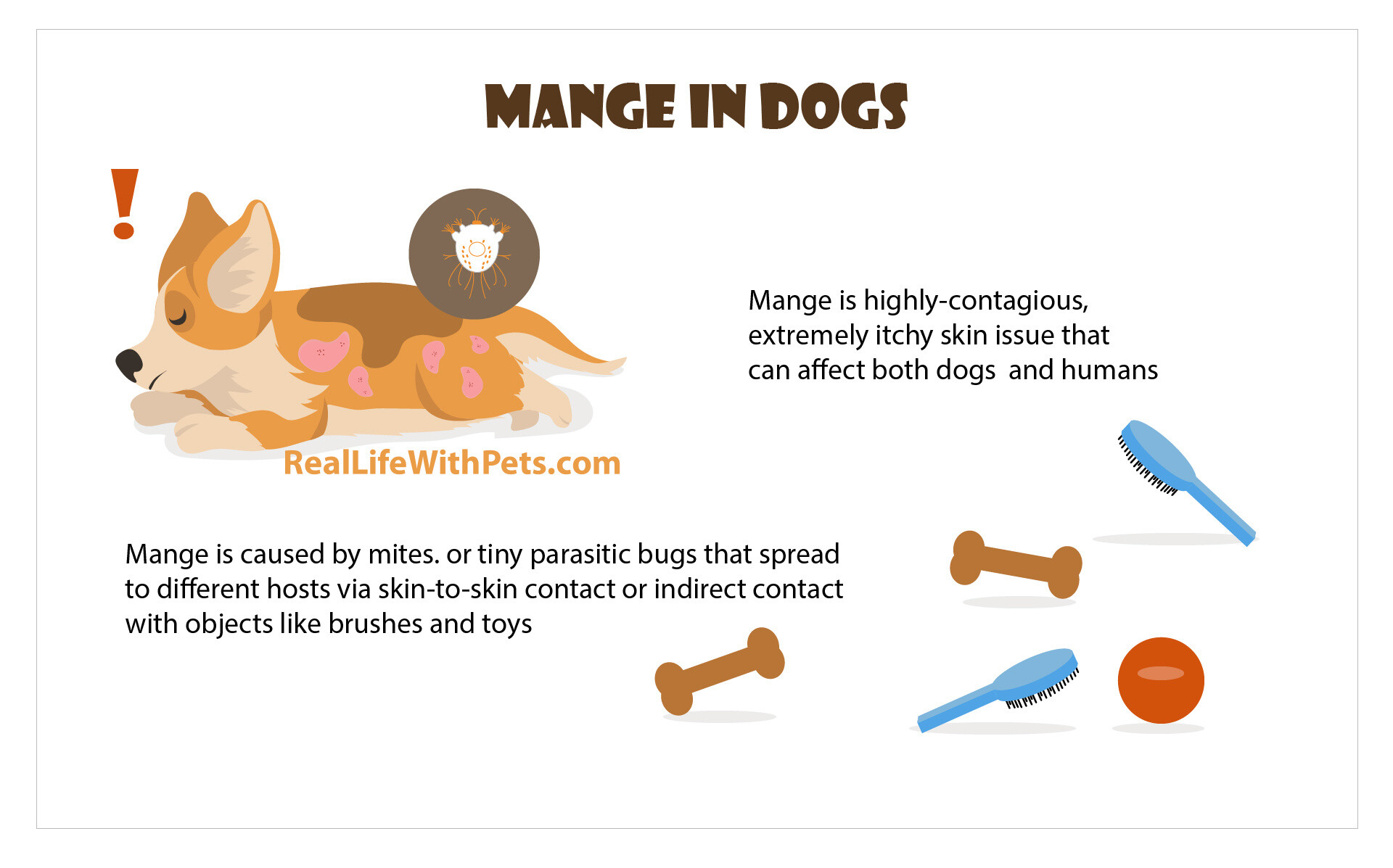 Mange in Dogs. Effective Home Remedies for Mange in Dogs - RealLifeWithPets