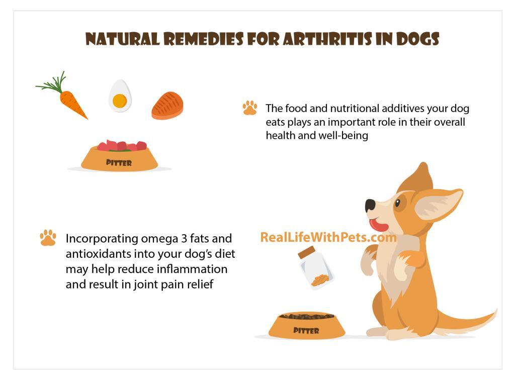Natural remedies for arthritis in dogs