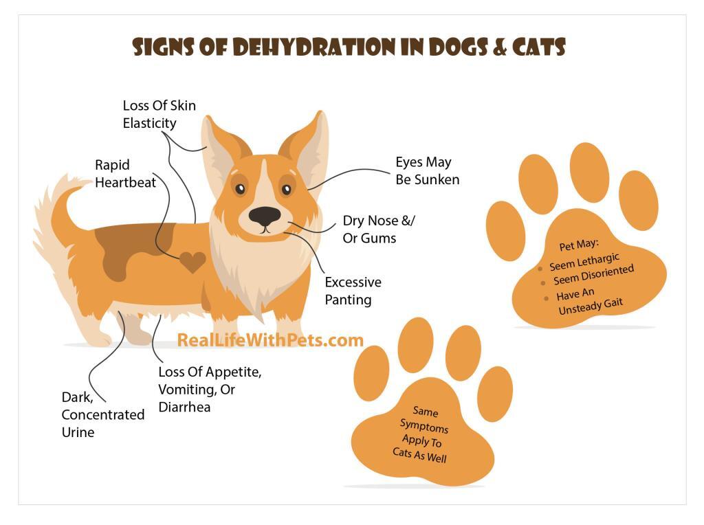 Signs of dehydration in dogs & cats