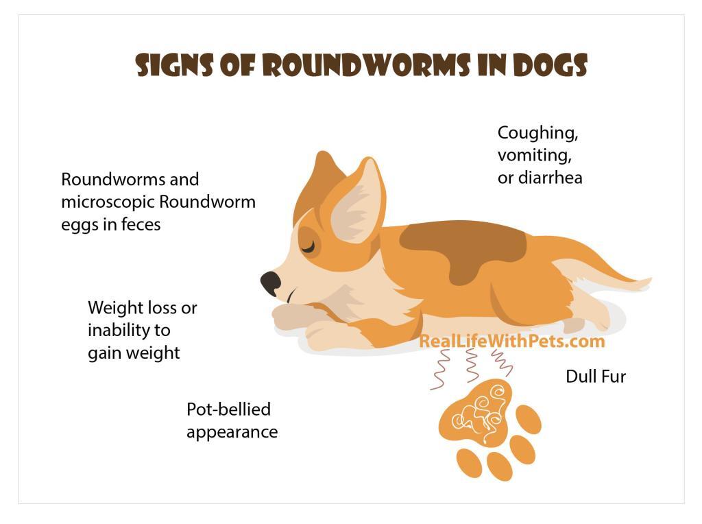 Signs of roundworms in dogs