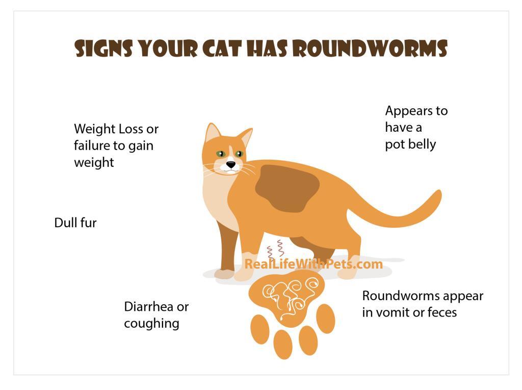 Signs your cat has roundworms