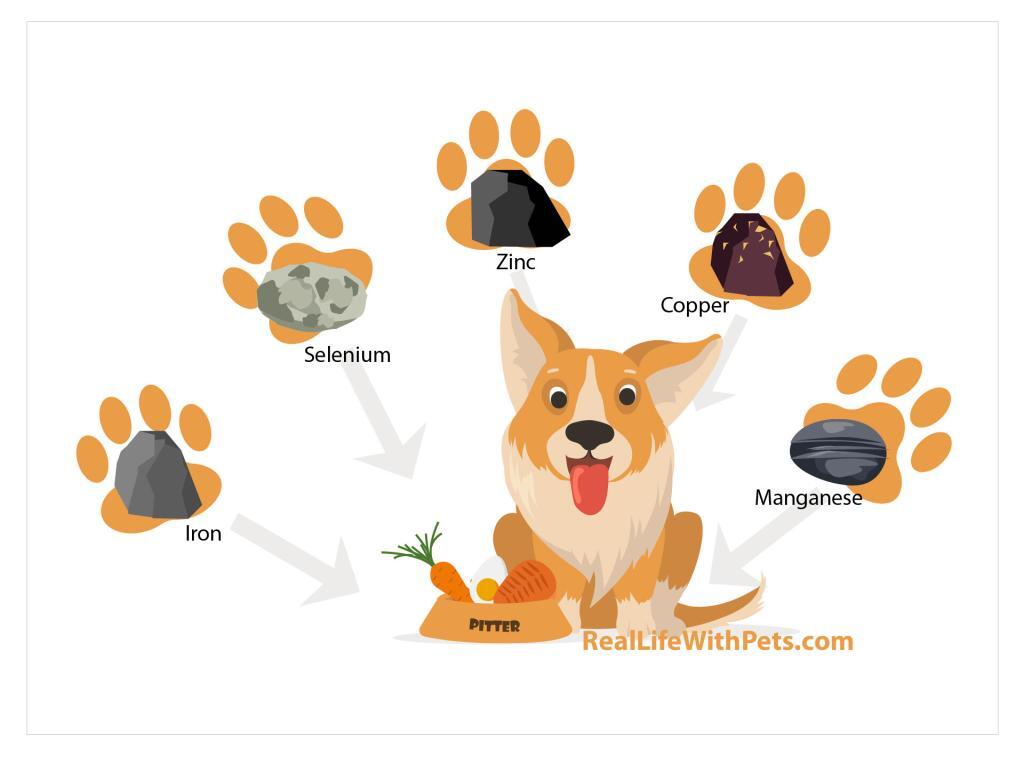 Trace minerals your dog needs [Восстановлен]