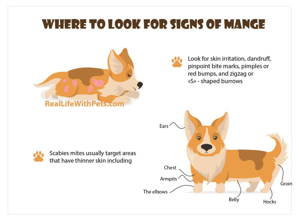 Where to look for signs of mange