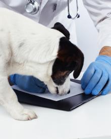 White dog with veterinarian
