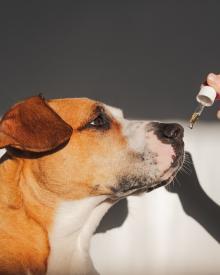One of the Best CBD Oils for Dogs with Anxiety