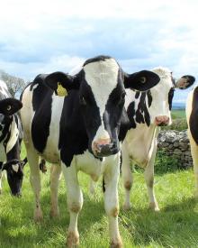 Antibiotic Use in Cattle