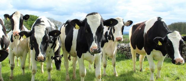 Antibiotic Use in Cattle