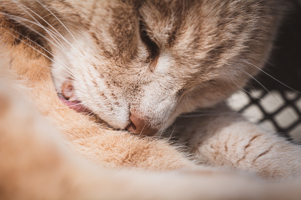 Dermatitis in Cats: Causes, Symptoms, and Treatment - All you need to ...