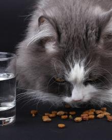 Best Supplements for Cats in 2023