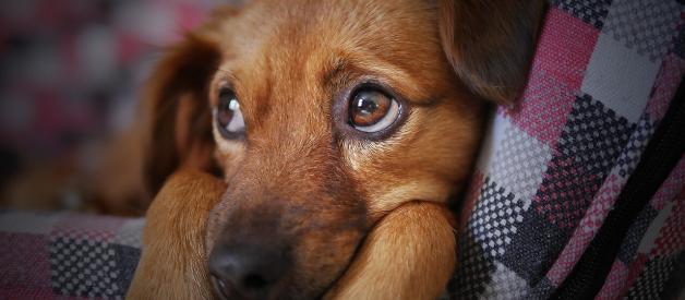Depression in Cats and Dogs. What to Do?