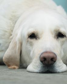 Everything You Need to Know About Kidney Disease in Dogs