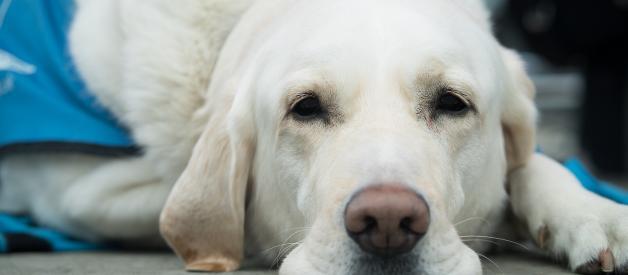 Everything You Need to Know About Kidney Disease in Dogs