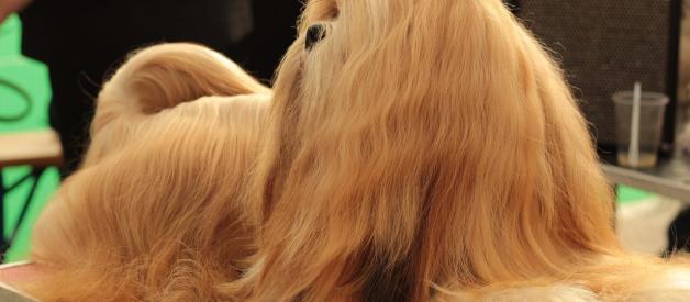 How to Keep Your Dog’s Hair Healthy
