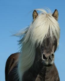How to Care About Horse Hair