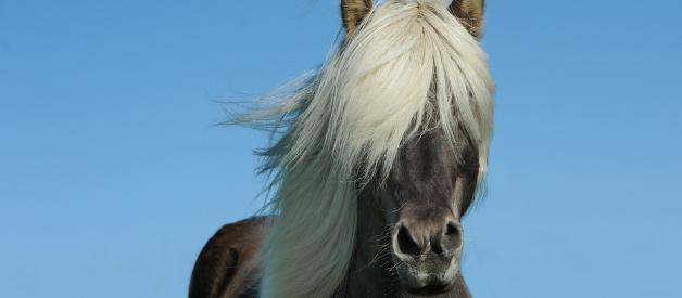 How to Care About Horse Hair