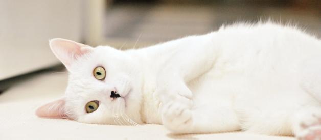 What Is the Best Treatment for Arthritis in Cats?
