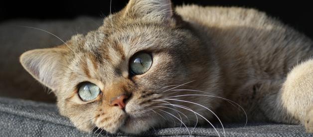 Liver Dysfunction in Cats. How to Treat and How to Prevent