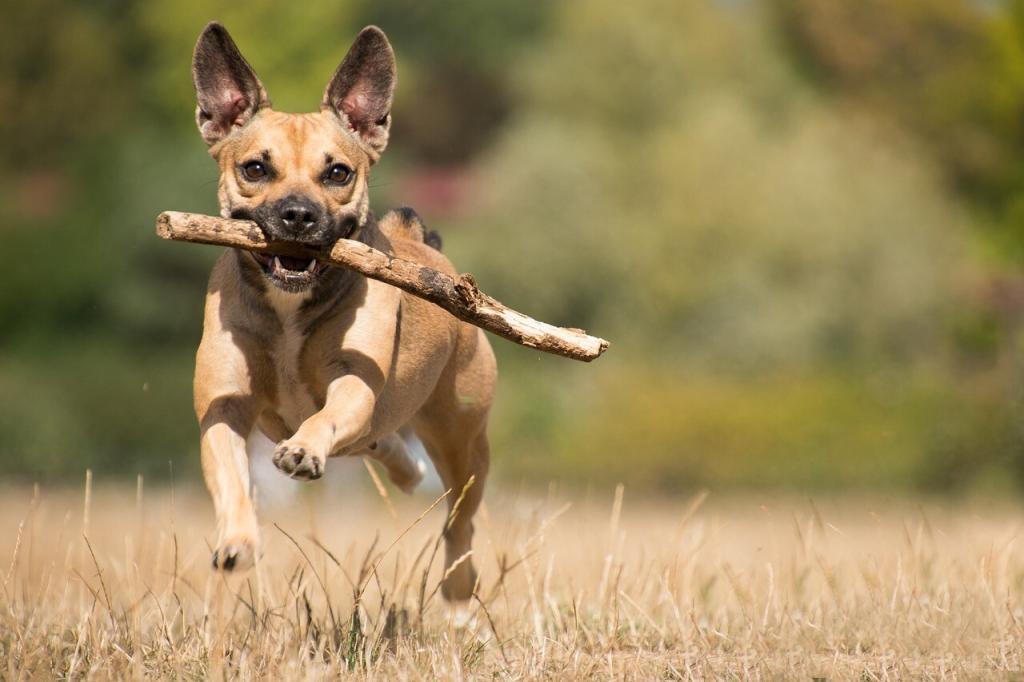 Photo inspiration: Visual Reference: Osteoarthritis In Dogs Symptoms And Treatment