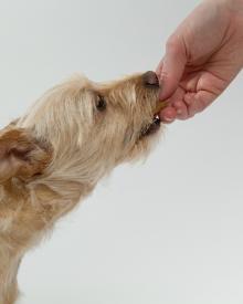 Kiwof Plus Chew Tablets for Happy, Healthy Warm-Free Dogs 