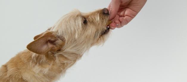 Kiwof Plus Chew Tablets for Happy, Healthy Warm-Free Dogs 