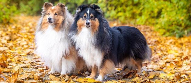 Make Your Pet’s Coat Fluffier and Healthier with Nuforce Shampoo