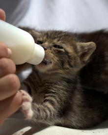 Nourish Kittens with Meralac Kitten for a Healthy Start