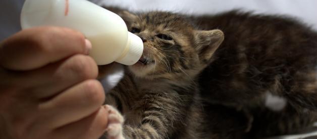 Nourish Kittens with Meralac Kitten for a Healthy Start